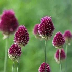 Allium sphaerocephalon